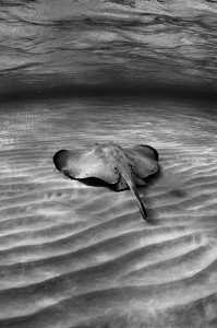 Southern Stingray on a shallow sand bar by Paul Colley 